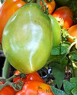 Tomate "Three", "Troika Siberiana" ou "Troika Russa" - maduro precoce, resistente a doenças