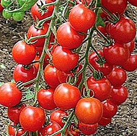 Variedades de tomate para a estufa