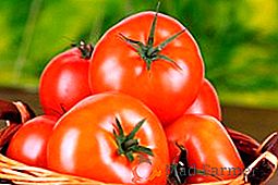 Variedade de Tomate "Pata de Urso": característica, segredos de crescimento bem-sucedido