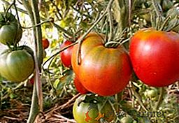 Varietà di pomodori "Cosmonauta Volkov": caratteristiche e coltivazione di prodotti agricoli