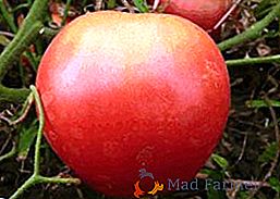 Variedad de tomate "Sugar Pudovich": característica, ventajas y desventajas