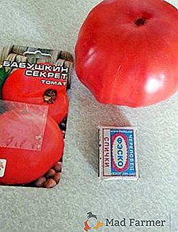 Secreto de tomate Babushkin: bueno, muy grande
