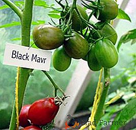 Tomates "Black Moor": caractéristique, secrets de la culture réussie