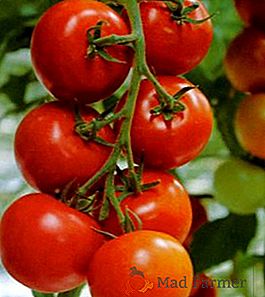 Tomates "Evpator": características, prós e contras