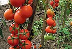 Pomidory "Intuicja": charakterystyczne, tajemnice udanej uprawy