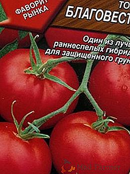 Pomidory odmiany Blagovest: charakterystyka i opis odmiany