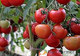 Tomates da variedade Lubasha: características da variedade precoce de tomate