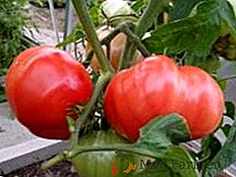 Tomates "Pink Elephant": característico, plantación y cuidado