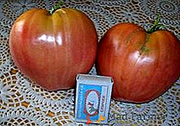 Corazón de sauce de tomates: una característica, los secretos del crecimiento exitoso