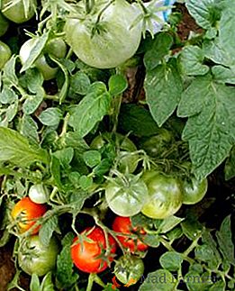Charakterystyka odmian pomidora "Klusha": opis, zdjęcie, plon