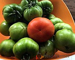 Variété de tomates "Aelita Sanka": description et règles de culture