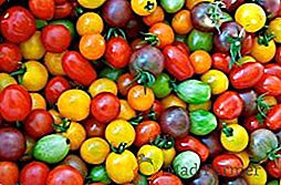Choisissez des variétés de tomates à faible croissance pour les serres