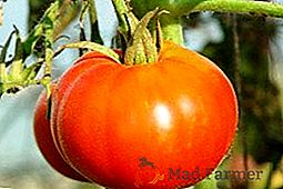 Zoznámime sa s osobitosťami paradajok "Siberian vyrážka"