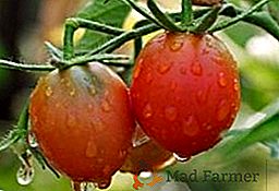 Resa e peculiarità della varietà di pomodori in crescita Fenicottero rosa