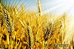 Zimska pšenica: najbolji predstavnici kulture