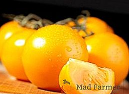 Sorte rumenih paradižnikov: opisi, značilnosti sajenja in oskrbe
