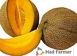 Correcta plantación y características de cuidado para los melones