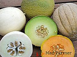 Propiedades útiles del melón: aplicación en medicina popular y contraindicaciones