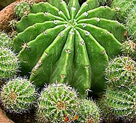 Tot ce trebuie să știți despre reproducerea vegetativă a cactuselor