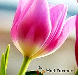 Metodi di riproduzione dei tulipani, consigli per la cura dei fiori di primavera