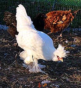 Produzione indipendente di pollaio nella zona suburbana