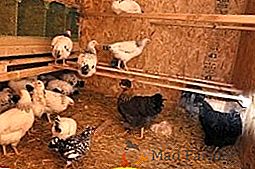Ventilazione nel pollaio, a cosa serve? Quali tipi di ventilazione esistono