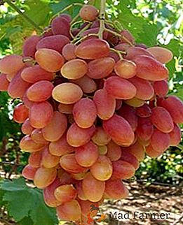 Descripción de la forma híbrida de uvas "Transfiguración"