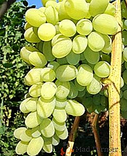 Różnorodność winogron "Augustine"