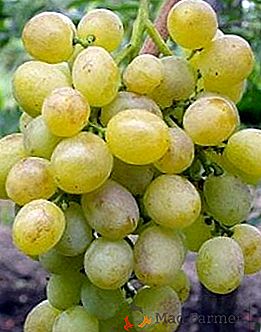 Variedade de uva "Delight"