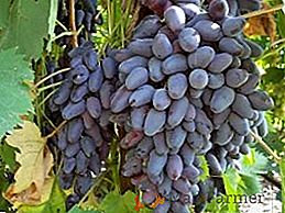 Variété de raisins "À la mémoire de Negrul"