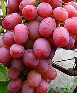 Variedade de uva "Líbia"