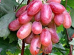 Сорт винограду "Ювілей Новочеркаська"