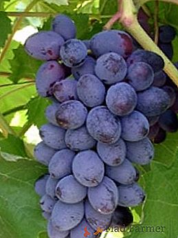 Odmiana winogron "Jowisz"