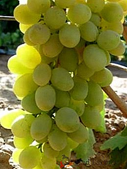 Varietà di uve "Lancelot"