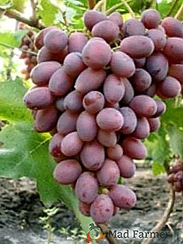Сорт винограду "Різамат"
