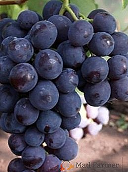 Variété de raisins "Rochefort"