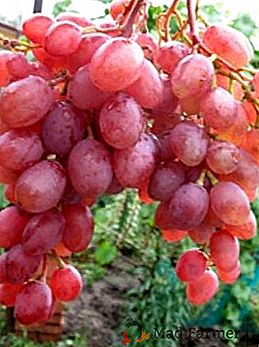 Odmiana winogronowa "Rumba"