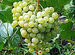 Variedade de uvas "Aleshenkin"