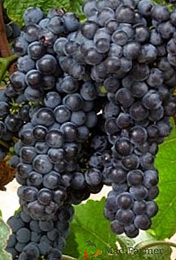 Raznolikost grozdja "Amur"