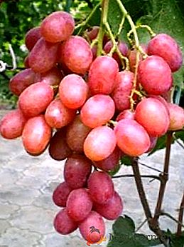 Variedade de uvas "Anyuta"