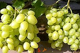 Variedade de uvas "Arcadia"