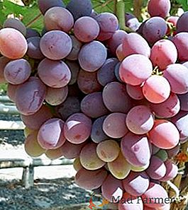 Variedade de uvas "Ataman"