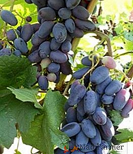 Variété de raisins "Baïkonour"