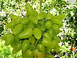 Variété de raisins "Bazhena"