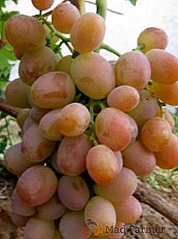 Variedad de uva "Camaleón"