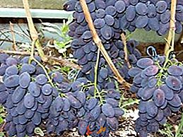 Variedade de uvas "Codrianka"