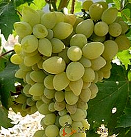 Variedade de uvas "Galahid"