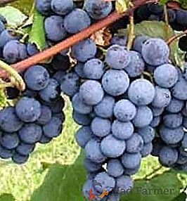 Variété de raisins "Isabella"
