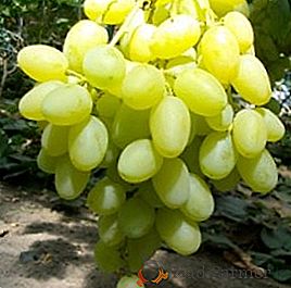 Różnorodność winogron "Konwalia"