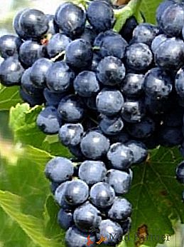 Variété de raisins "Moldavie"